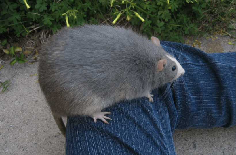 Укус крысы сонник.