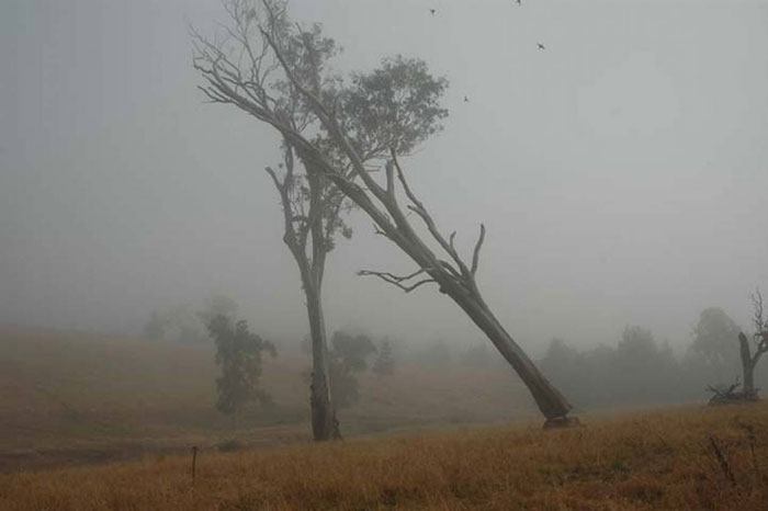 К чему снится падающее дерево
