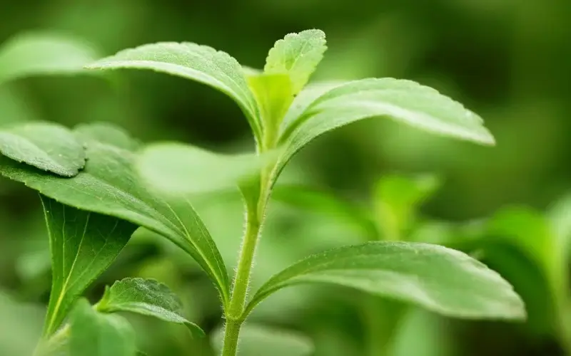 Стевия: натуральный подсластитель